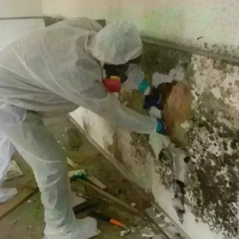 Mold Remediation and Removal in Rogersville, TN